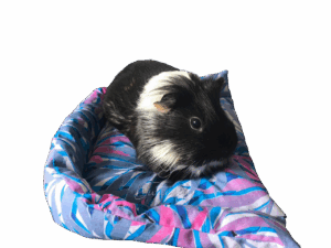 legowisko dla świnki morskiej