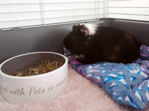 legowisko dla świnki morskiej